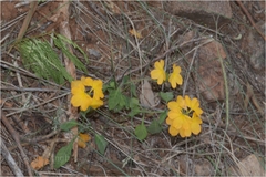Crossandra infundibuliformis